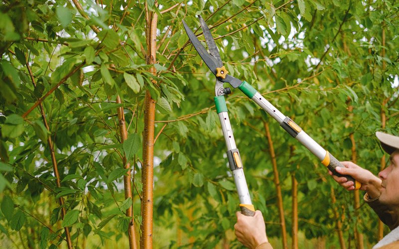 Tree trimming in Landisville, PA